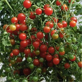 Tomate Petit moineau rouge (Tomate groseille)