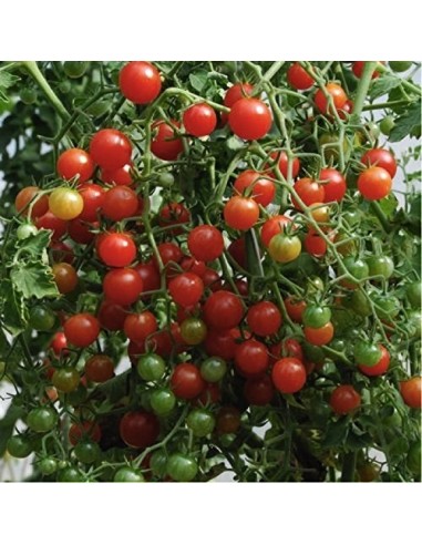 Tomate Petit moineau rouge (Tomate groseille)