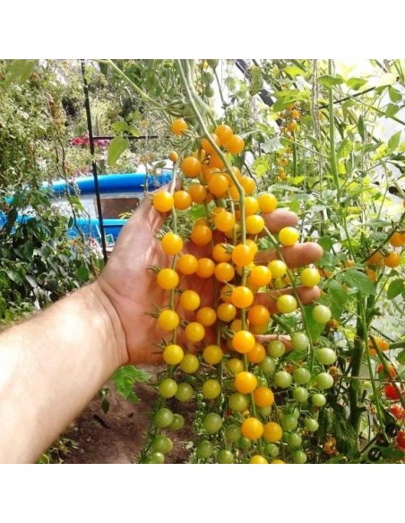 Tomate Petit moineau jaune (Tomate groseille)