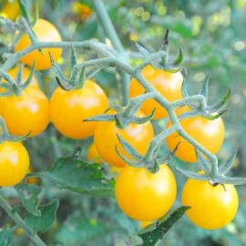 Tomate Petit moineau jaune (Tomate groseille)