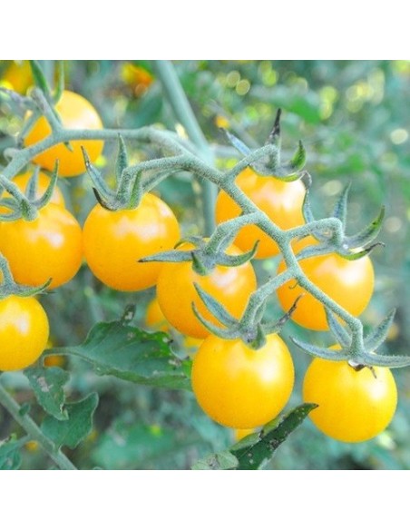 Tomate Petit moineau jaune (Tomate groseille)