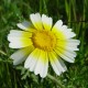 Chrysanthemum Coronarium (Chrysantème comestible)