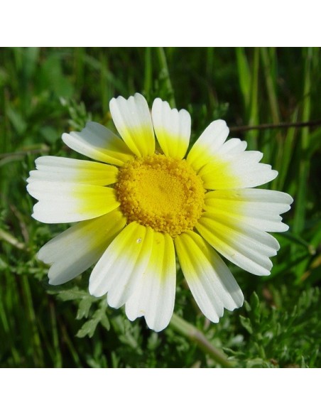 Chrysanthemum Coronarium (Chrysantème comestible)
