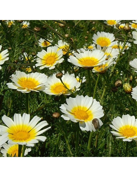 Chrysanthemum Coronarium (Chrysantème comestible)