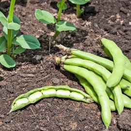 Fève Aquadulce à longue causse