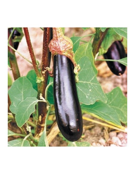 Aubergine Violette de Barbentane