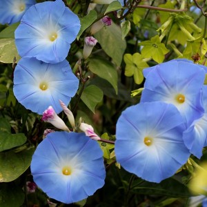Graines Ipomoea Tricolor Heavenly Blue - Volubilis Bleu Ciel, Plante Grimpante Annuelle, 50 Graines, Pour Jardin Ou Balcon