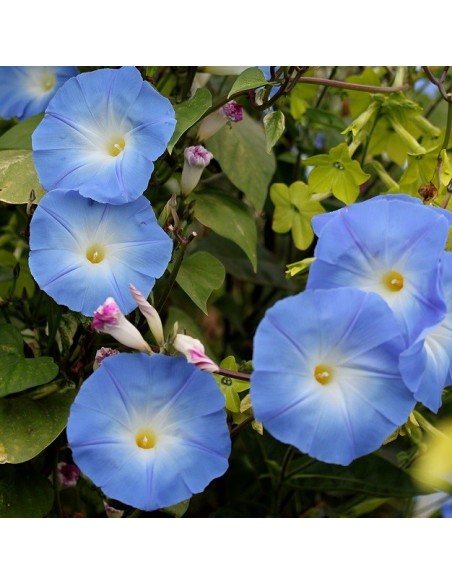 Ipomea Heavenly blue (Ipomée bleu)