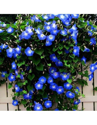 Ipomea Heavenly blue (Ipomée bleu)