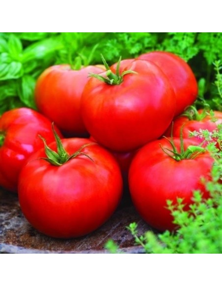 Tomate Ace 55