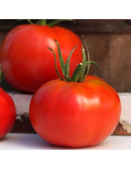 Tomate Marglobe