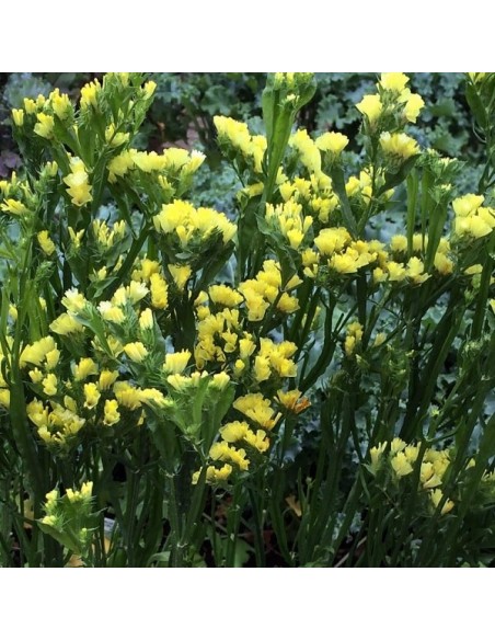 Limonium sinuata jaune (Statice jaune)