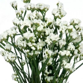 Limonium sinuata blanc (Statice blanc)