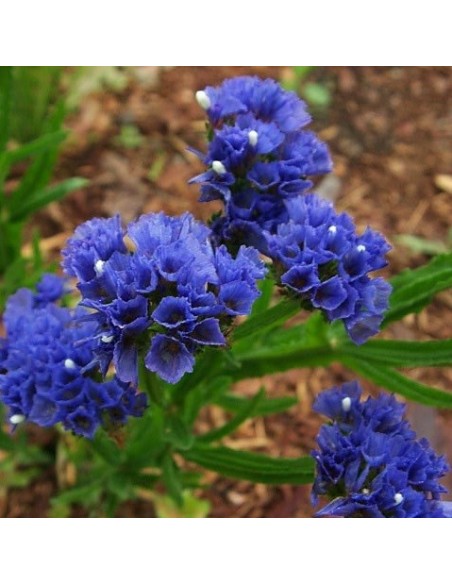 Limonium sinuata bleu (Statice bleu)