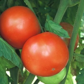 Tomate Homestead (tomate ancienne)