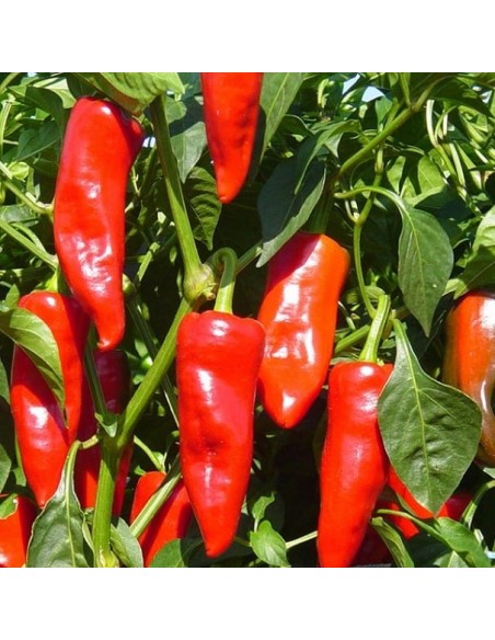Piment Gorria (Piment d'Espelette)