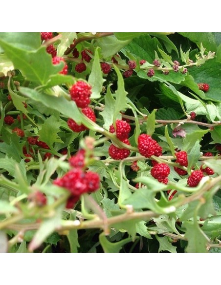 Epinard fraise