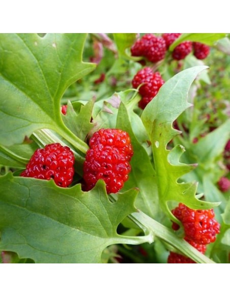 Epinard fraise