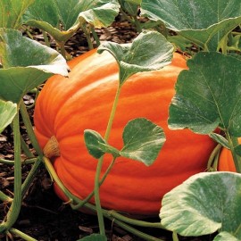 Potiron Big Max (potiron géant)