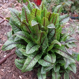 Oseille sanguine (Rumex sanguineus)