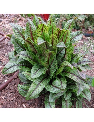 Oseille sanguine (Rumex sanguineus)