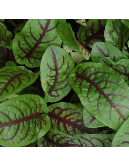 Oseille sanguine (Rumex sanguineus)