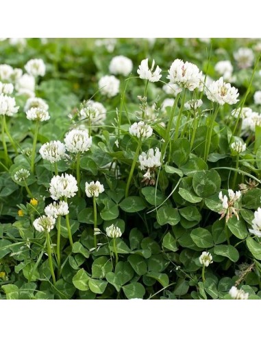 Trèfle blanc, Trifolium Repens (engrais vert)