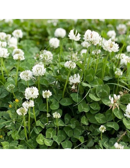 Trèfle blanc, Trifolium Repens (engrais vert)