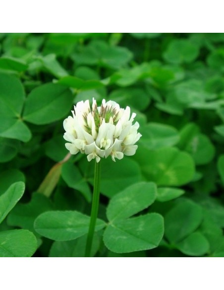 Trèfle blanc, Trifolium Repens (engrais vert)