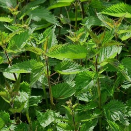 Grande ortie (engrais vert)