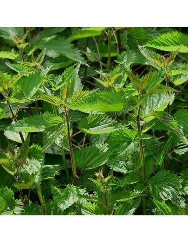 Grande ortie (engrais vert)