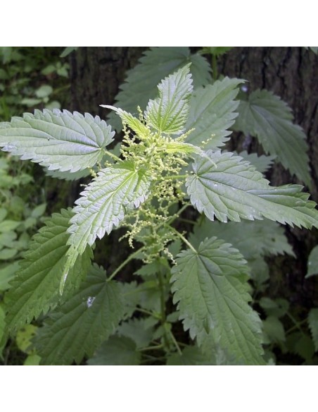 Grande ortie (engrais vert)