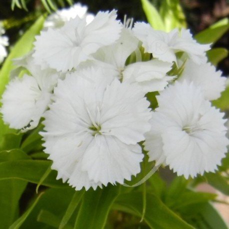 Dianthus barbatus White beauty (Oeillet des poètes blanc)