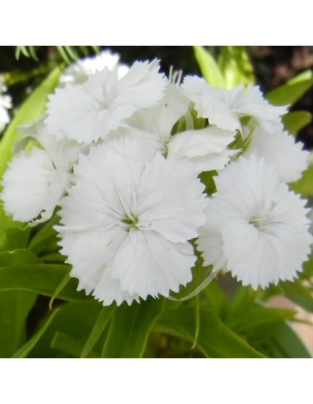 Dianthus barbatus White beauty (Oeillet des poètes blanc)