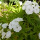 Dianthus barbatus White beauty (Oeillet des poètes blanc)