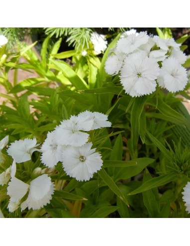 Dianthus barbatus White beauty (Oeillet des poètes blanc)
