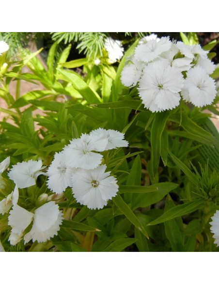 Dianthus barbatus White beauty (Oeillet des poètes blanc)