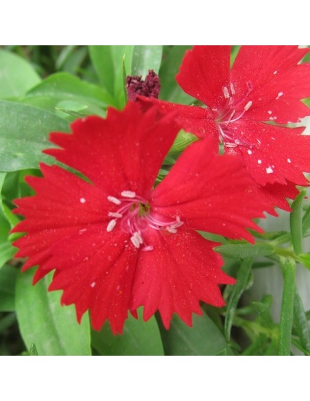 Dianthus barbatus Ideal Red (Oeillet des poètes rouge)