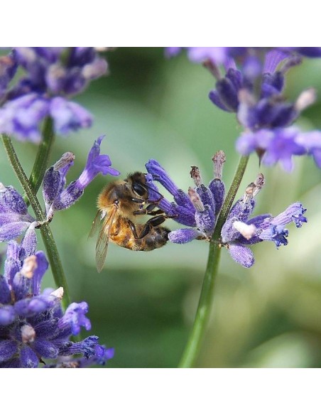 Lavande officinale (lavande vraie)
