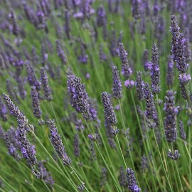 Lavande officinale (lavande vraie)