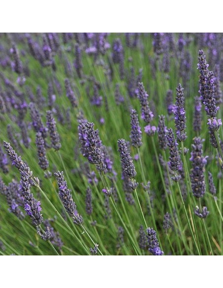 Lavande officinale (lavande vraie)