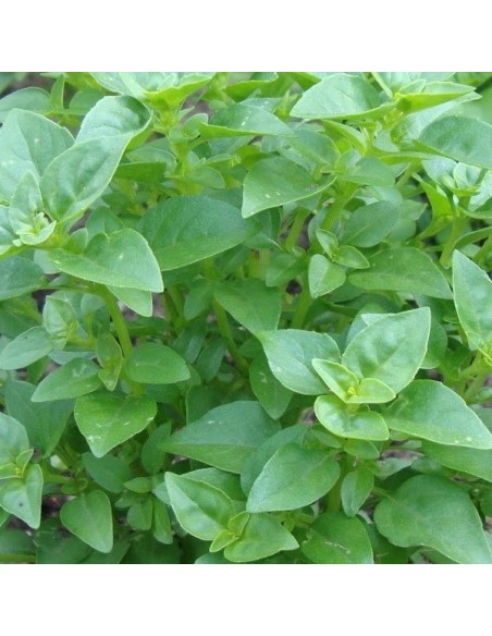 Basilic Marseillais