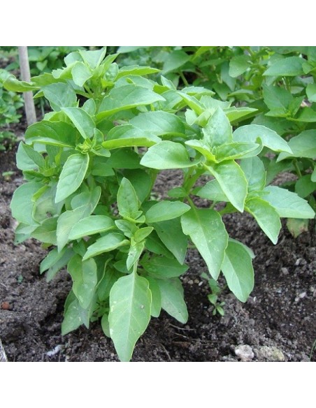 Basilic Marseillais