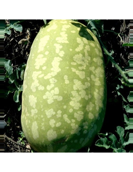 Pastèque à confire allongée à graine verte (citre à confire)