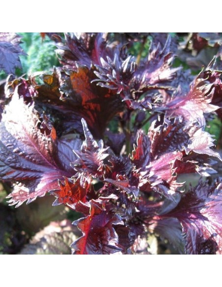 Shiso pourpre (ou Périlla rouge)