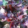 Shiso pourpre (ou Périlla rouge)