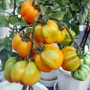Graine de tomate ancienne Yellow Stuffer (Tomate poivron)