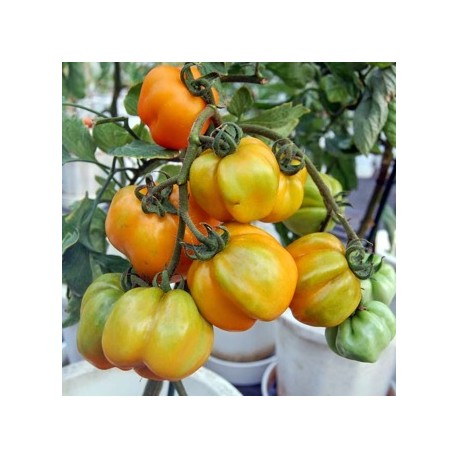 Tomate Yellow stuffer (tomate poivron)