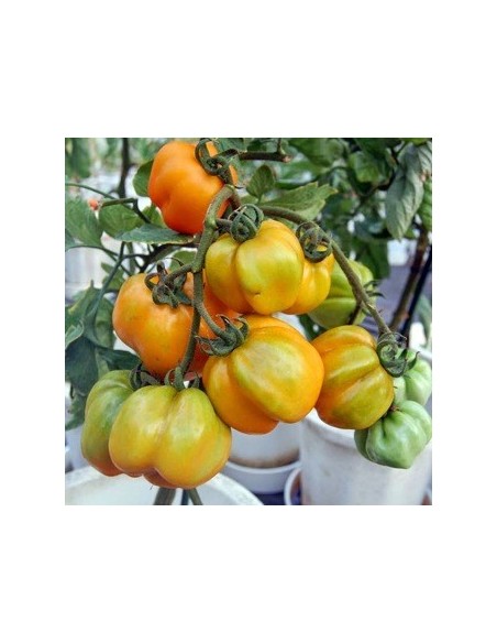 Tomate Yellow stuffer (tomate poivron)