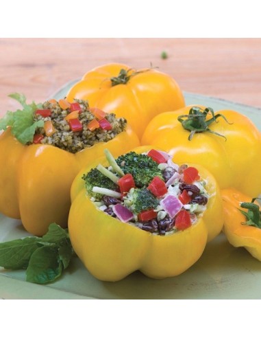 Tomate Yellow stuffer (tomate poivron)
